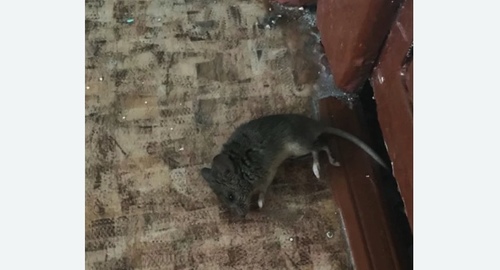Дезинфекция от мышей в Таганроге